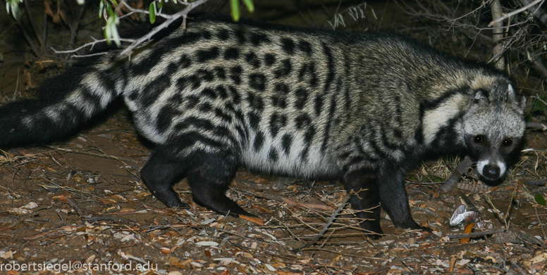 african civet